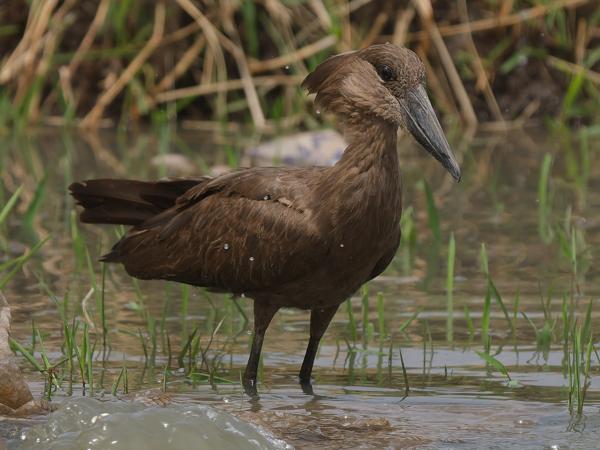 <h3><a href="/trips/gambia/biota/animalia/chordata/aves/015 pelecaniformes/003 scopidae/scopus umbretta/scopus umbretta-nl.html">Scopus&nbsp;umbretta</a> / Hamerkop / Hamerkop</h3>OM-1 Mark II met OLYMPUS M.150-400mm F4.5, 1/2000 sec  bij F4.5, ISO 800, afstand 18.8&nbsp;m